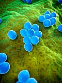 MRSA bacteria,artwork