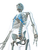 Male skeleton,artwork