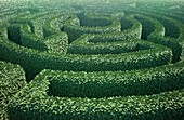 Hedge maze,artwork