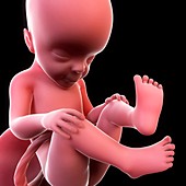Foetus at 36 weeks,artwork