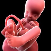 Foetus at 34 weeks,artwork