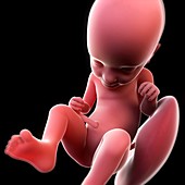 Foetus at 30 weeks,artwork