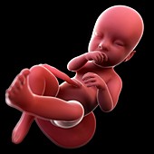 Foetus at 24 weeks,artwork