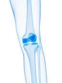 Knee joint,artwork