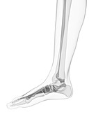 Foot bones,artwork