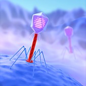 Bacteriophage infecting bacterium