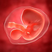 Embryo at 5 weeks,artwork