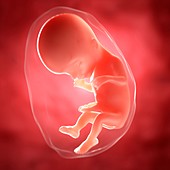 Foetus at 17 weeks,artwork