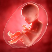 Foetus at 23 weeks,artwork