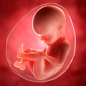 Foetus at 27 weeks,artwork
