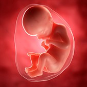 Foetus at 29 weeks,artwork