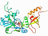 ATP-dependent DNA ligase molecule