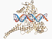 Type I topoisomerase bound to DNA