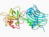 Tetanus toxin C-fragment molecule