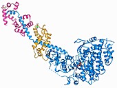 Myosin fragment molecule