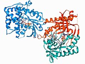 Adenylyl cyclase enzyme molecule