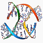 DNA Holliday junction,molecular model