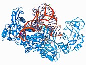 Isoleucyl-tRNA synthetase molecule