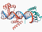 Transcription factors bound to DNA