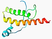 Human prion precursor protein