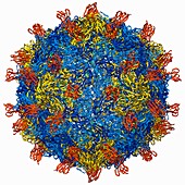 Coxsackie B3 virus particle