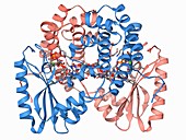 Antibiotic resistance enzyme molecule