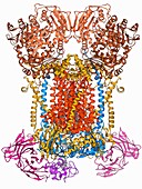 Cytochrome complex molecule