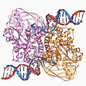 Transposase enzyme and DNA complex