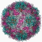 Rhinovirus 16 capsid,molecular model