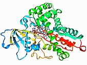 Cytochrome P450