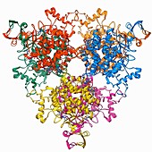 Citrate synthase molecule