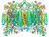 Cytochrome c oxidase molecule