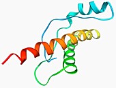 Human prion protein,molecular model