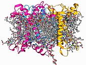 Photosystem II molecule