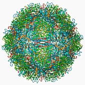 Parvovirus particle,molecular model