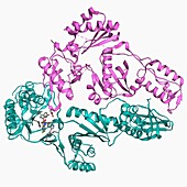 Reverse transcriptase and inhibitor