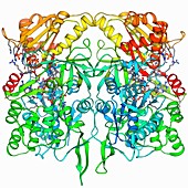 Nitric oxide synthase molecule