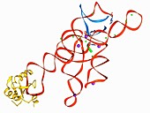Self-splicing RNA intron,molecular model