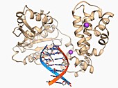 DNA polymerase with DNA