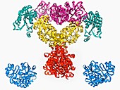 Fatty acid synthase molecule