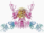 Insulin receptor molecule