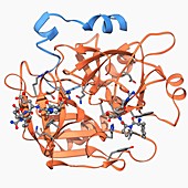 Thrombin protein,molecular model