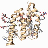 Rhomboid protease molecule
