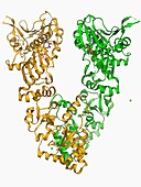 Endoplasmic reticulum chaperone protein