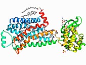 Beta-2 adrenergic receptor molecule
