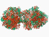70S ribosome,molecular model
