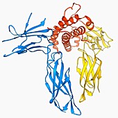 Human growth hormone molecule