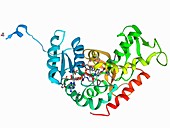 Lactate dehydrogenase enzyme molecule