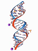 RNA triplet repeat expansion