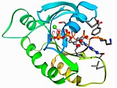H-Ras p21 oncogene protein